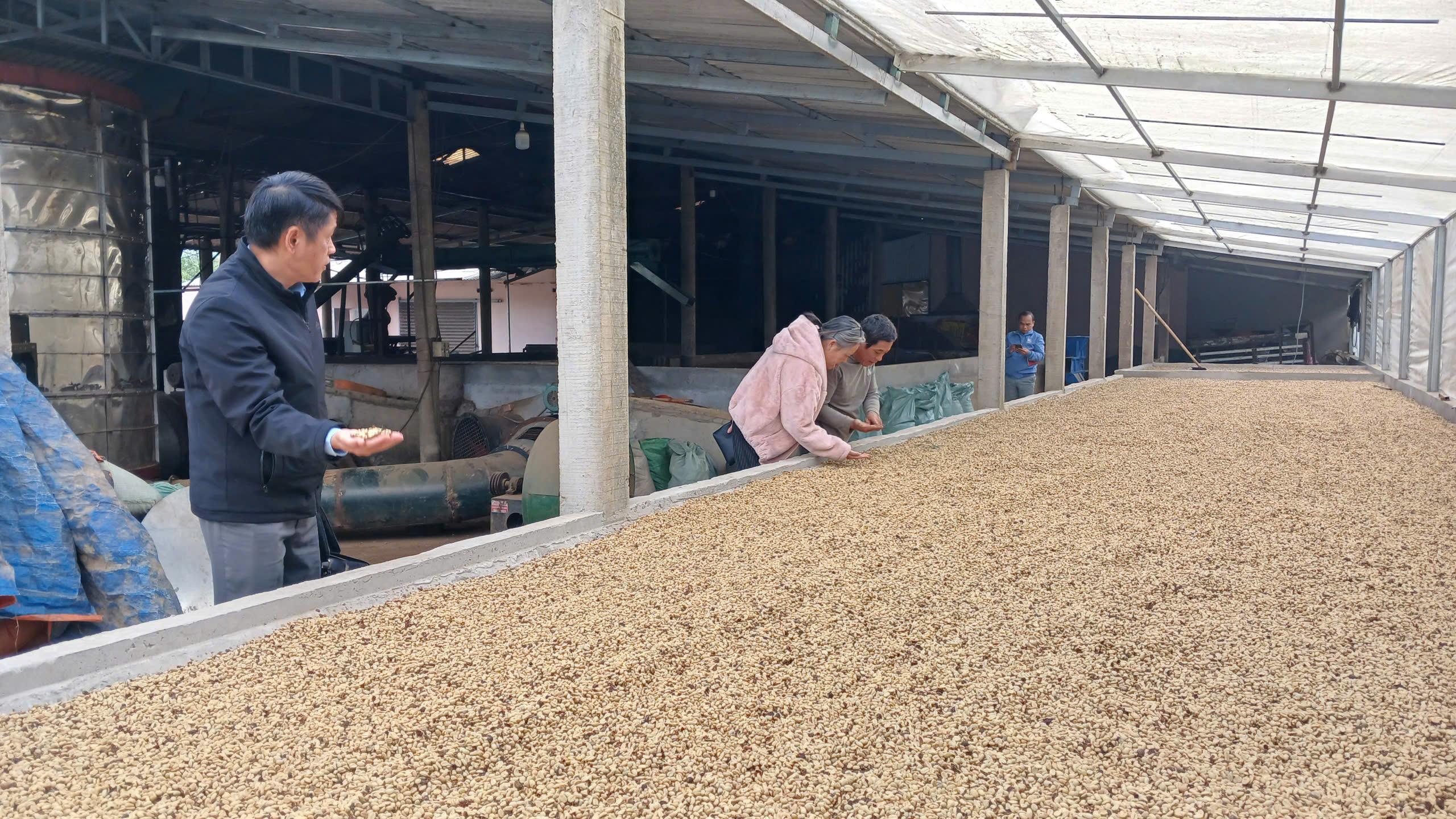 HĐND xã Hướng Phùng giám sát hoạt động thu mua, chế biến cà phê: giá cao, nông dân phấn khởi – thị...